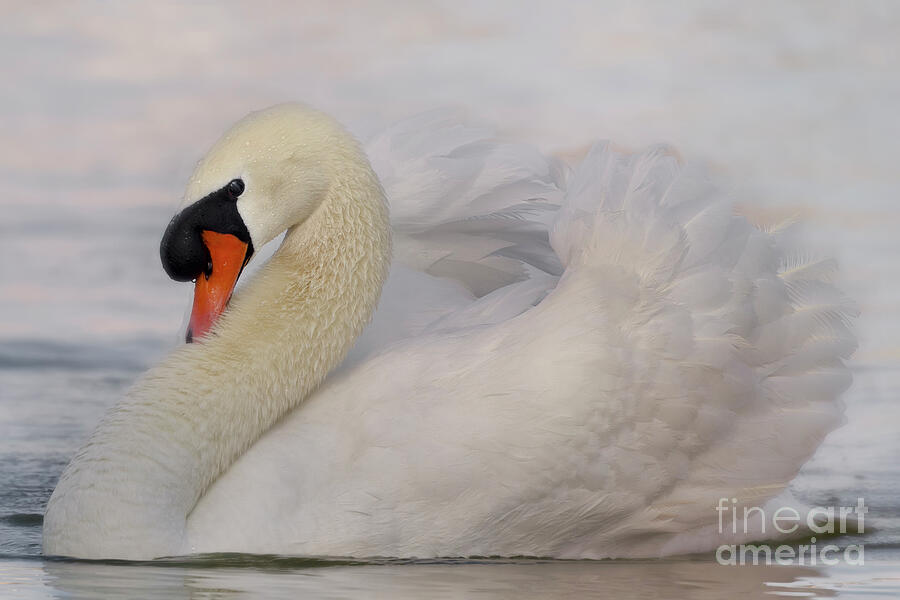 Swan Photograph - Portrait of a White Swan by Linda D Lester