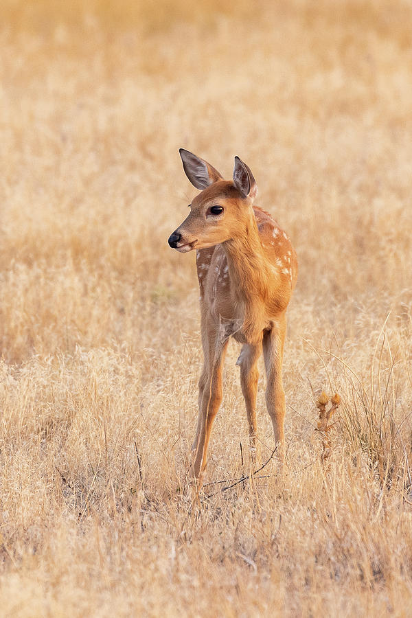 Portrait of a White-tailed Deer Fawn Photograph by Tony Hake