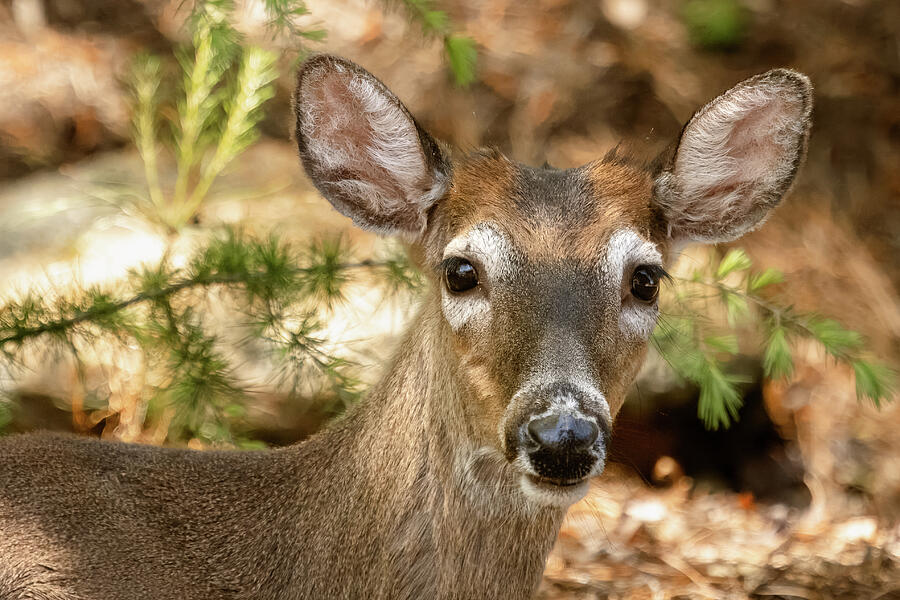 Portrait of a White Tailed Deer Photograph by Joni Eskridge Portrait of a White Tailed Deer Photograph by Joni Eskridge