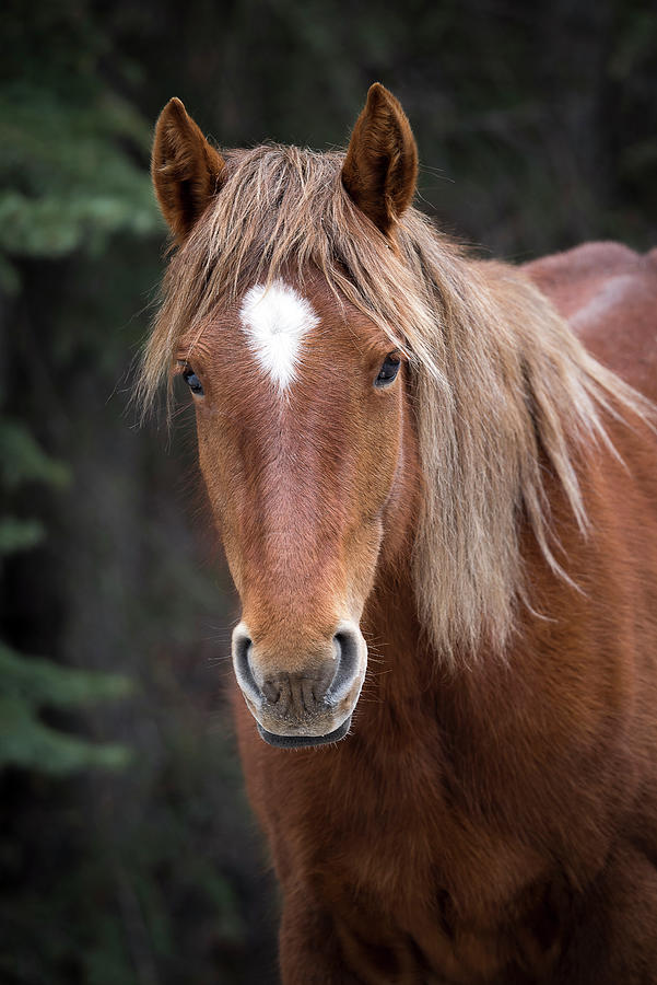 Portrait of a Wild Horse Photograph by Bill Cubitt