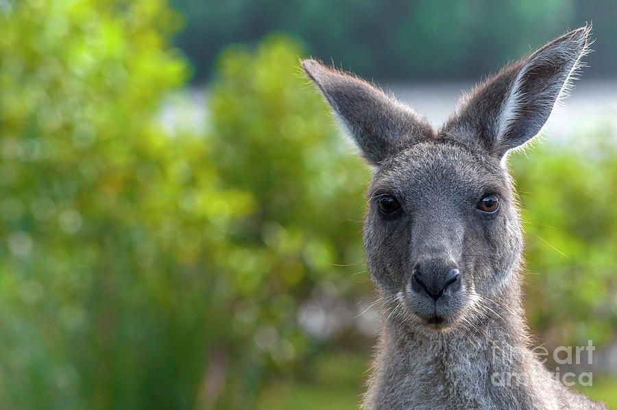 Portrait of a Wild Kangaroo Photograph by Daniel M Walsh