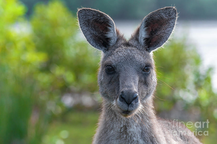 Portrait of a Wild Kangaroo II Photograph by Daniel M Walsh