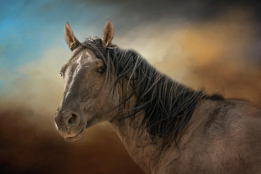 Portrait Of A Wild Mustang Photograph