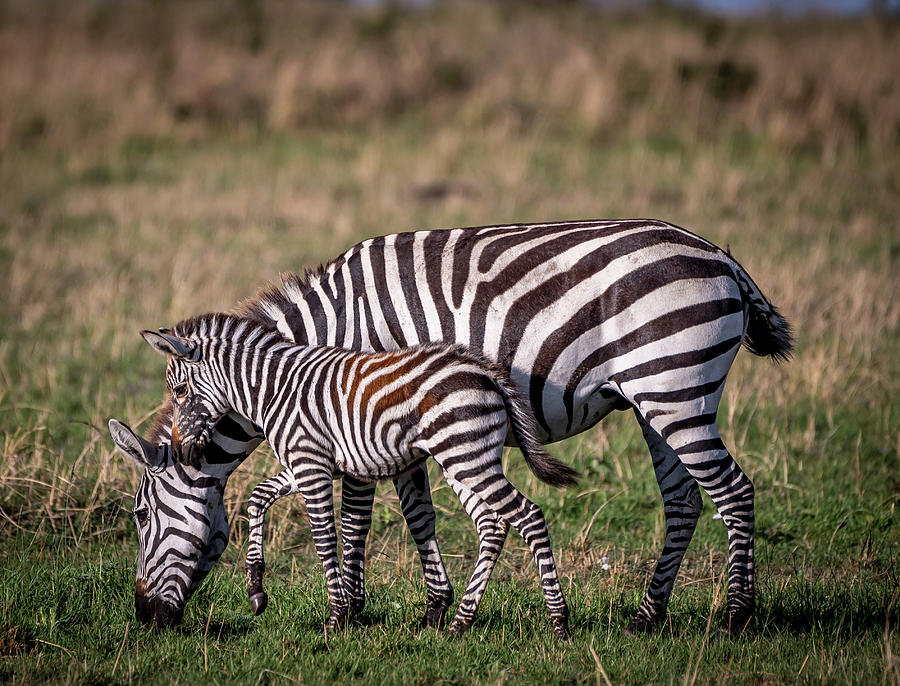 Portrait of a Wild Zebra Mother and her Baby Calf in the Serengeti Tanzania Photograph by Mark Stephens