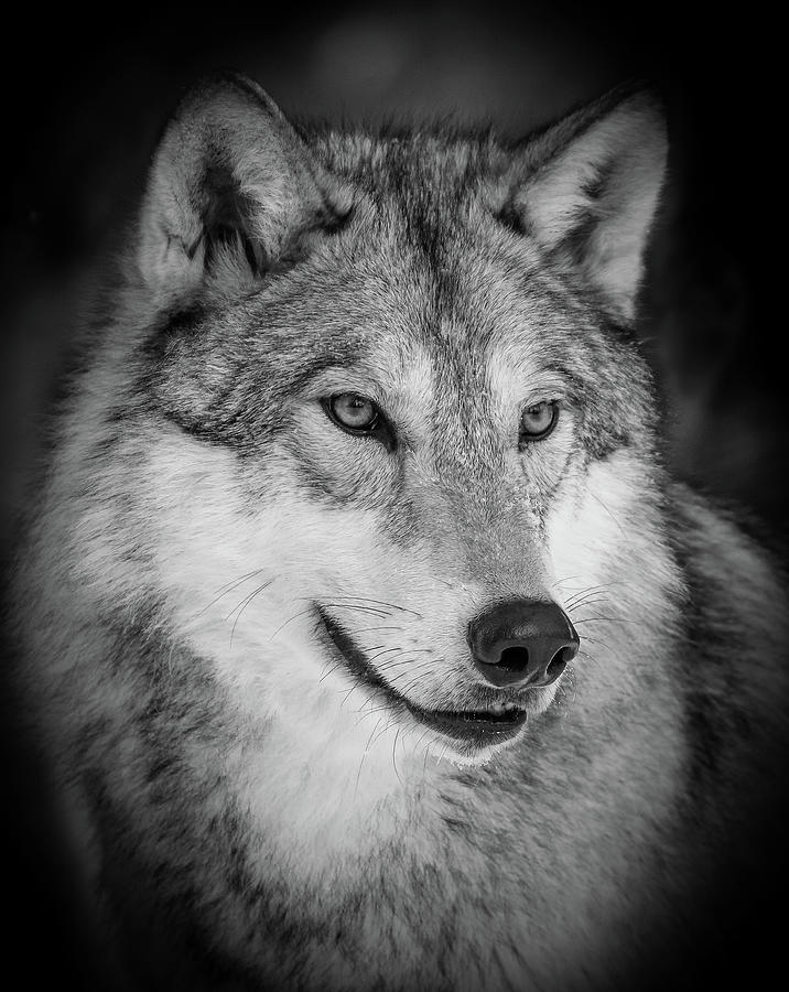 Wolves Photograph - Portrait Of A Wolf BW III by Athena Mckinzie