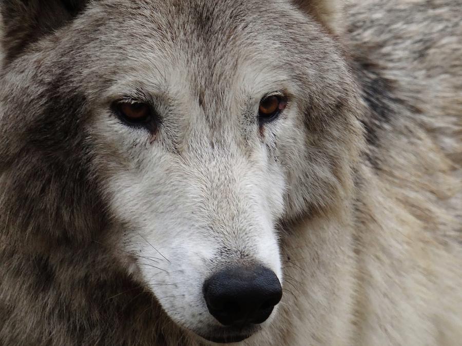 Portrait of a Wolf Photograph by Linda McAlpine - Pixels