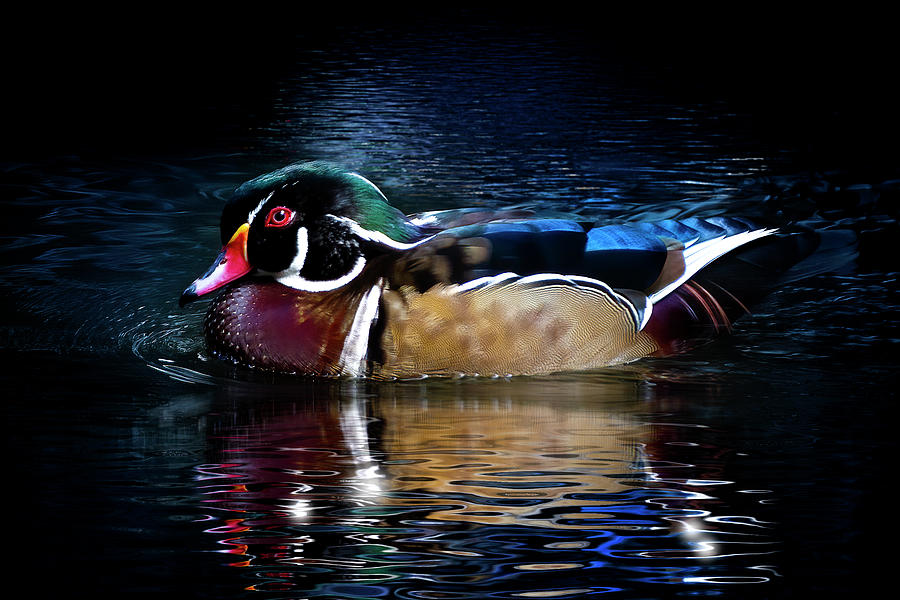 Portrait of a Wood Duck Photograph by Mark Andrew Thomas