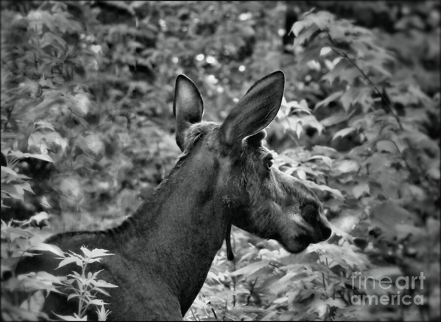 Portrait of a Yearling Bull Moose in Black and White Photograph by Sandra Huston