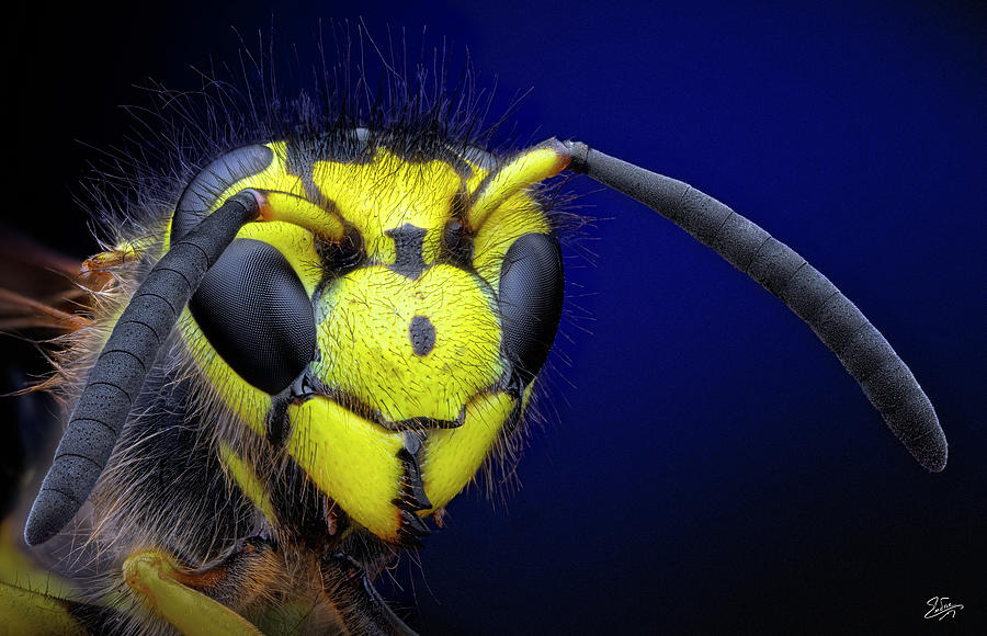 Portrait of a Yellow-jacket Wasp Photograph by Endre Balogh
