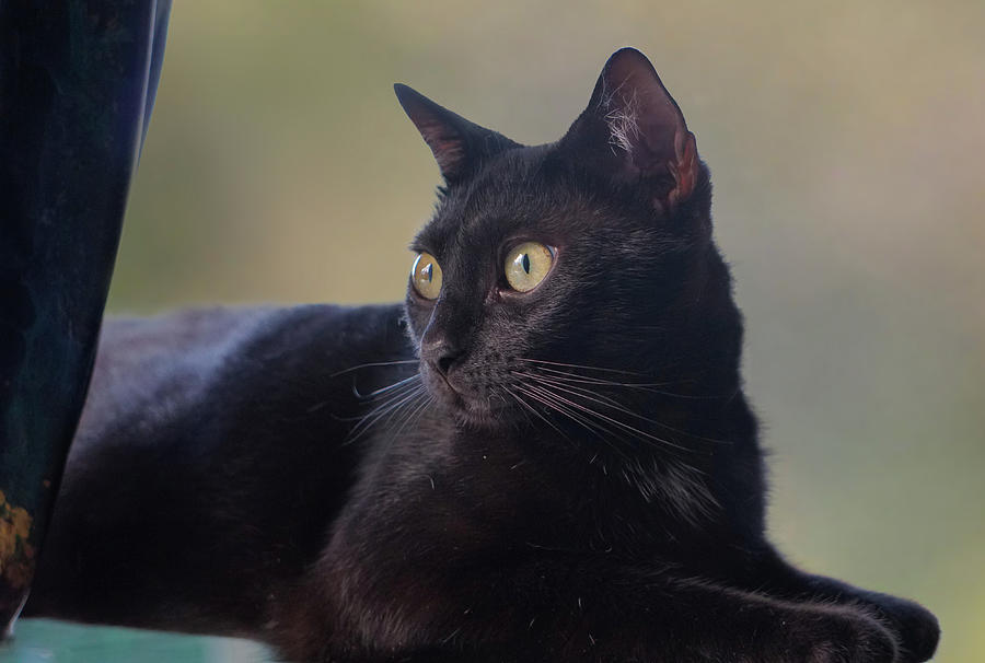 Animal Photograph - Portrait of a Young Black Cat by Moment of Perception