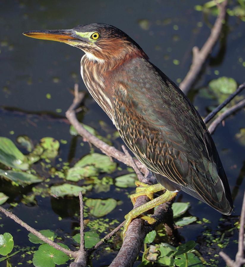 Portrait of a young green heron Photograph by Jeni Tirnauer - Fine Art ...