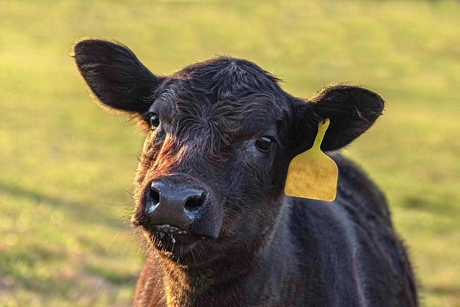 Portrait of a young heifer calf up close Photograph by Jackie Nix - Pixels