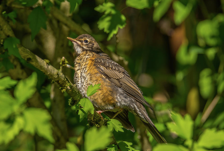 Portrait Of A Young Robin Photograph