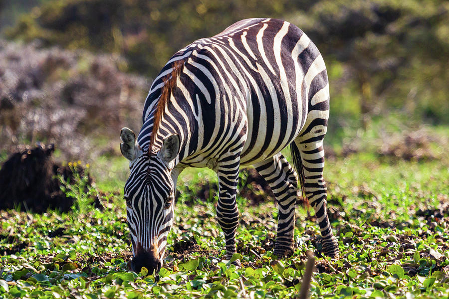 Portrait of a Zebra Photograph by Aashish Vaidya