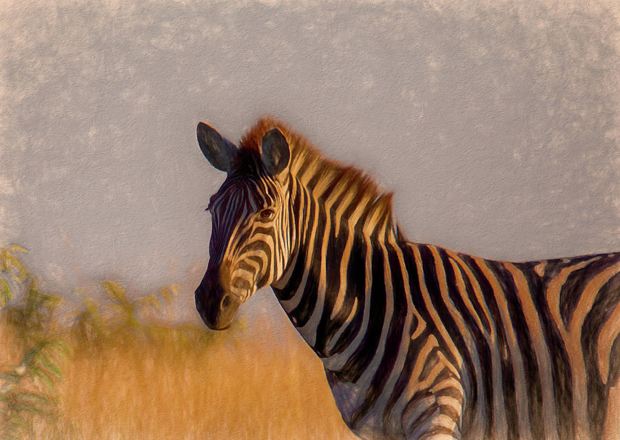 Portrait of a Zebra Photograph by Marcy Wielfaert