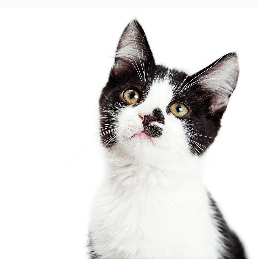 Portrait of Adorable Kitten Tilting Head Photograph by Good Focused
