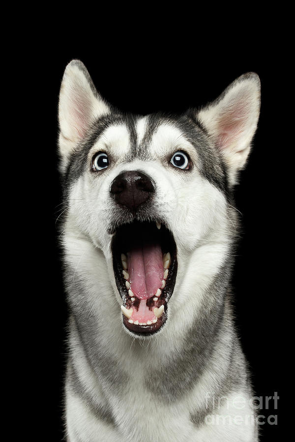 Dog Photograph - Portrait of Amazement Siberian Husky by Sergey Taran