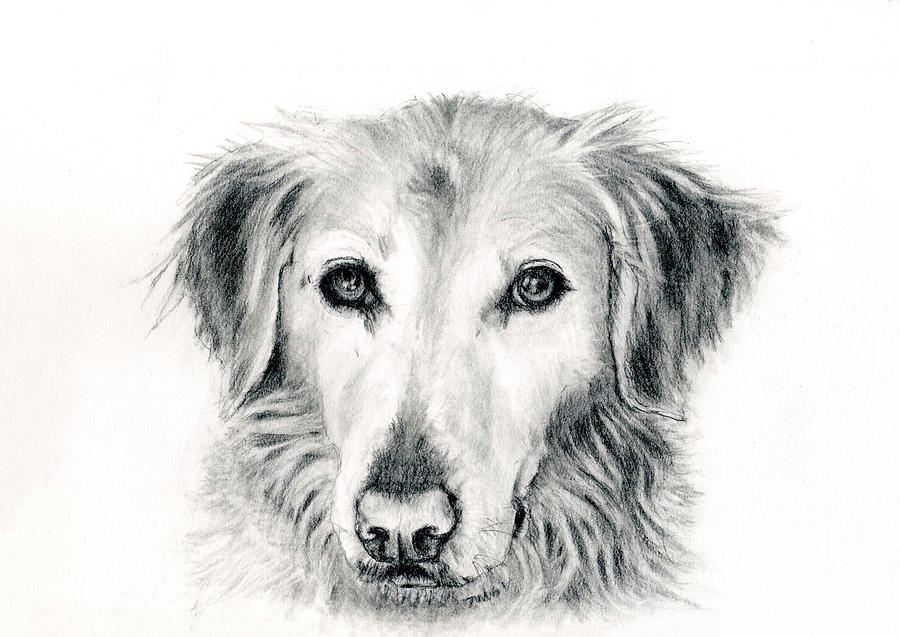 Dog Portrait Art Print #2 Drawing by Barbara J Hart