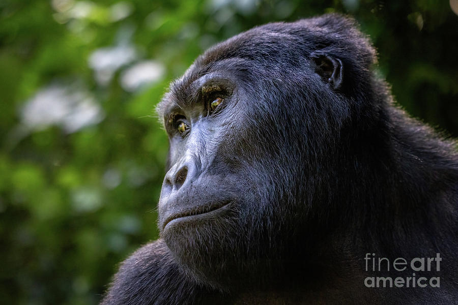 Jungle Photograph - Portrait of an adult gorilla, gorilla beringei beringei, in the Bwindi Impenetrable Forest, a World Heritage site. Part of the Muyambi family group. Endangered species. by Jane Rix