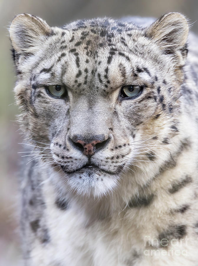 Portrait of an adult snow leopard Photograph by Jane Rix