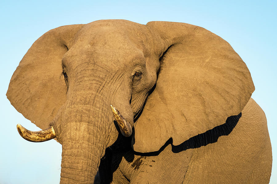 Portrait of an African Elephant Photograph by Elvira Peretsman