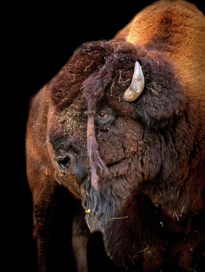 Bison Photograph - Portrait Of An American Buffalo  by Leopold Brix