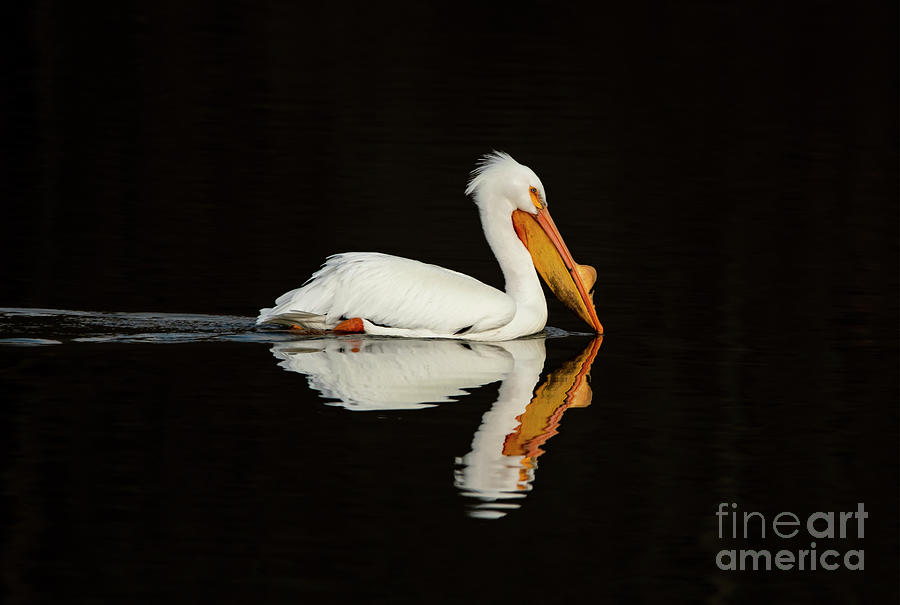 Portrait of an American White Pelican Photograph by Sandra Js
