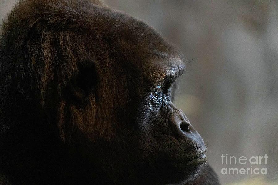 Portrait of an ape Photograph by Tami Boelter