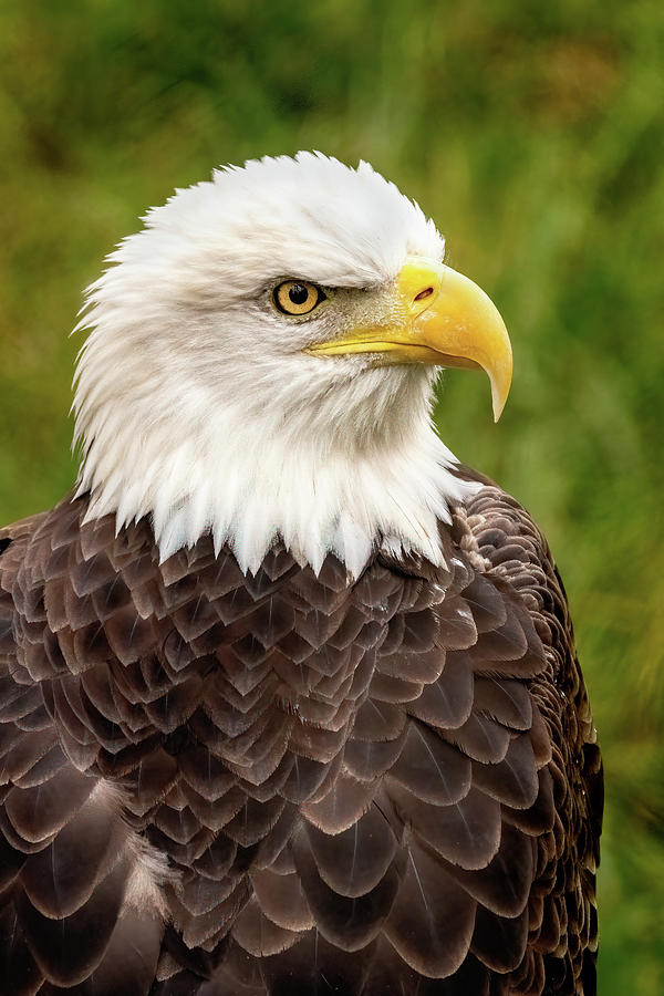 Portrait of an Eagle Photograph by Ira Marcus