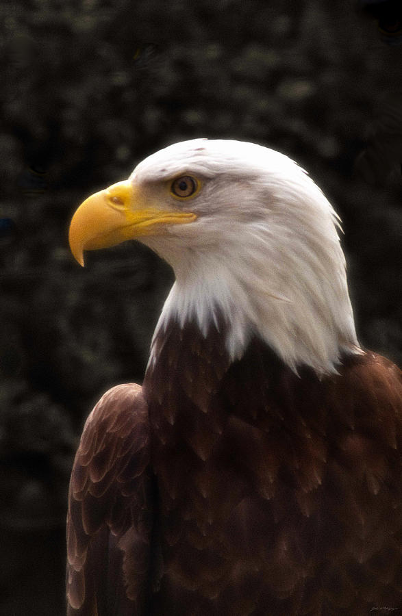 Portrait of an Eagle Photograph by John A Rodriguez