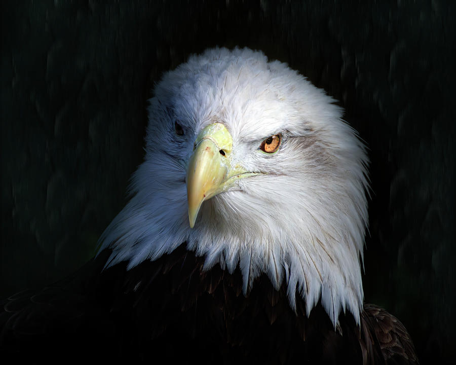 Portrait of an Eagle Photograph by Mark Andrew Thomas
