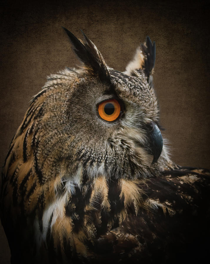 Portrait of an eagle owl in brown Digital Art by Marjolein Van Middelkoop