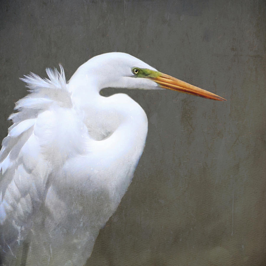 Portrait of an Egret Photograph by Karen Lynch