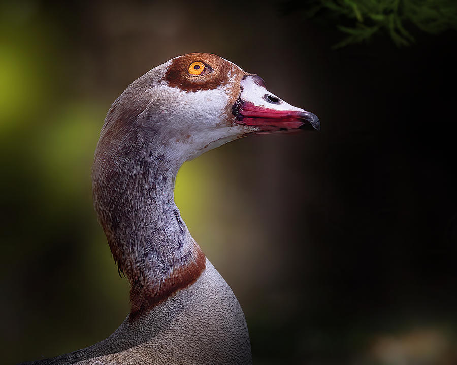 Portrait of an Egyptian Goose Photograph by Mark Andrew Thomas