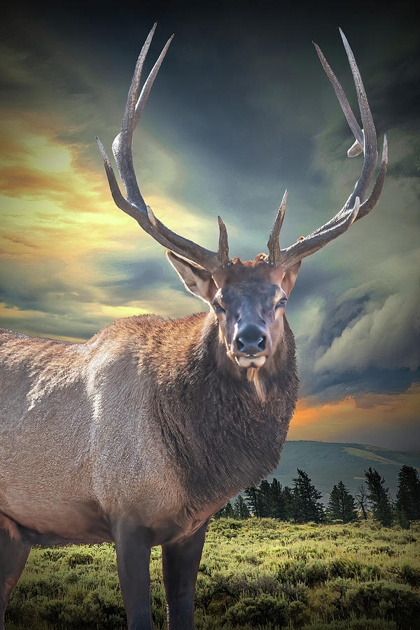 Portrait of an Elk in Yellowstone National Park. Photograph by Randall Nyhof