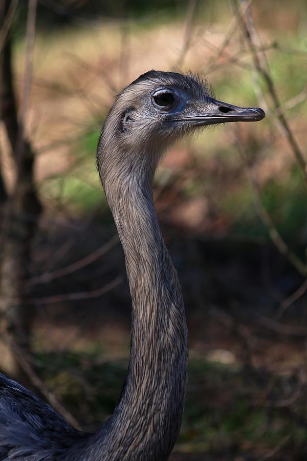 Portrait of an Emu Photograph by Carol Montoya