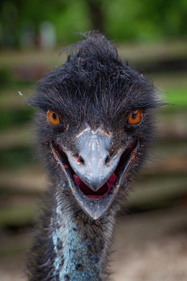 Portrait of an Emu Photograph by Mark Andrew Thomas