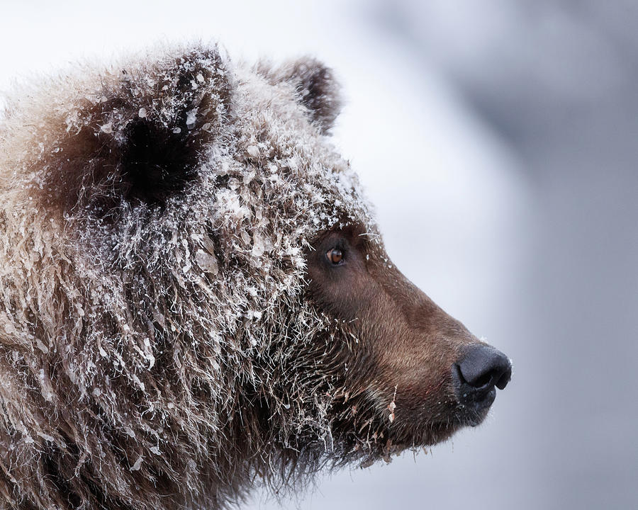 Portrait of an ice grizzly Photograph by Murray Rudd