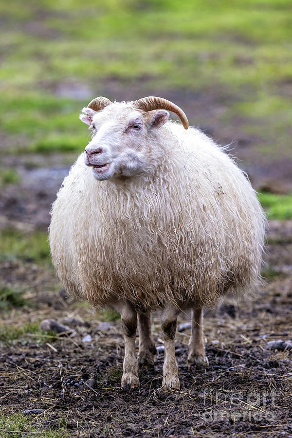 Portrait of an Icelandic sheep with a cream coat.  Photograph by Jane Rix