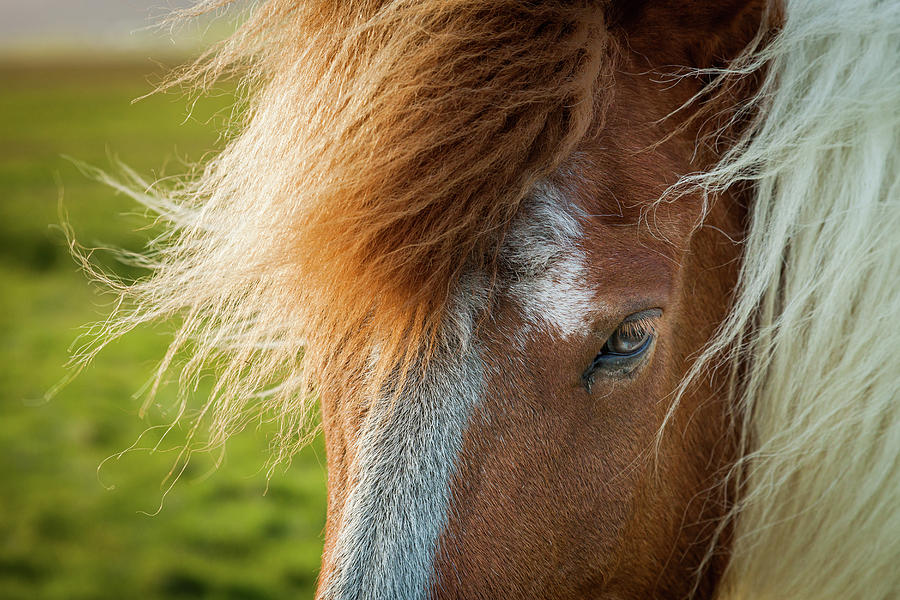 Horse Photograph - Portrait of an Icelandic Wild Horse by Peter OReilly