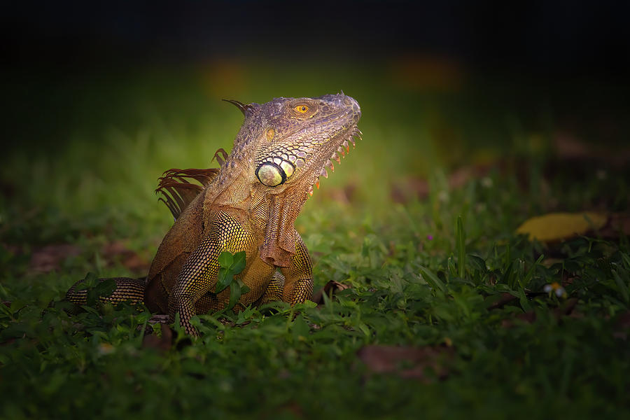 Portrait of an Iguana Photograph by Mark Andrew Thomas