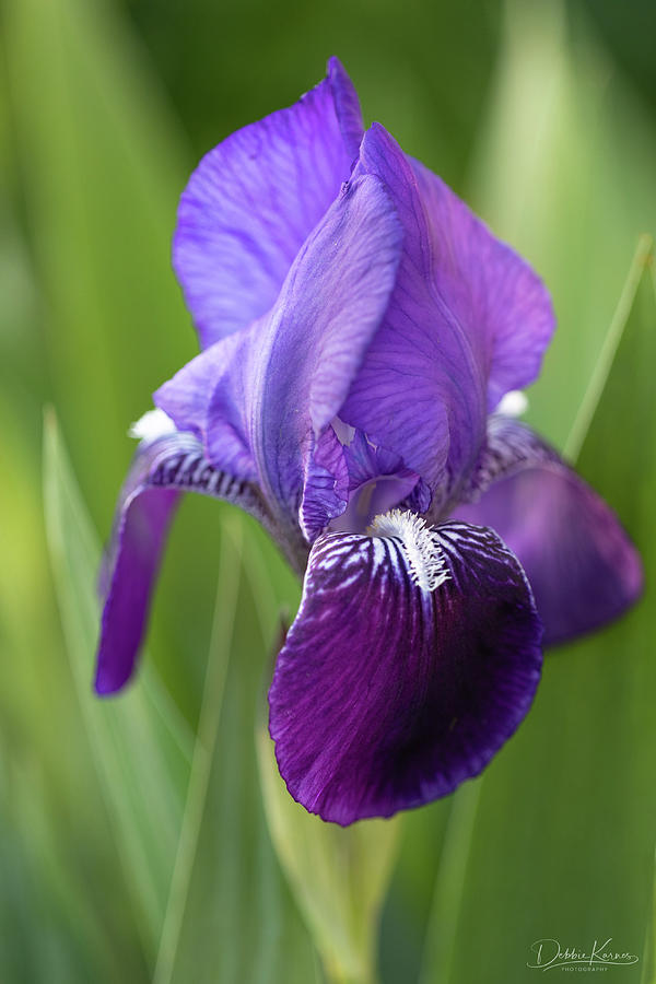 Portrait of an Iris Photograph by Debbie Karnes