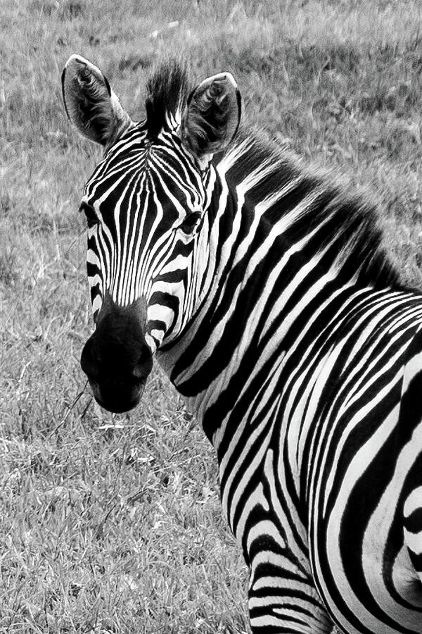 Black And White Photograph - Portrait of an African Grant Zebra 2 B and W by Leslie Struxness