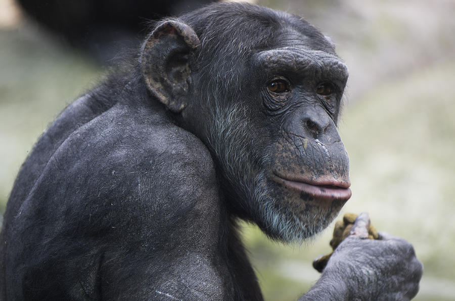 Portrait of an old chimpanzee Photograph by Zmeel