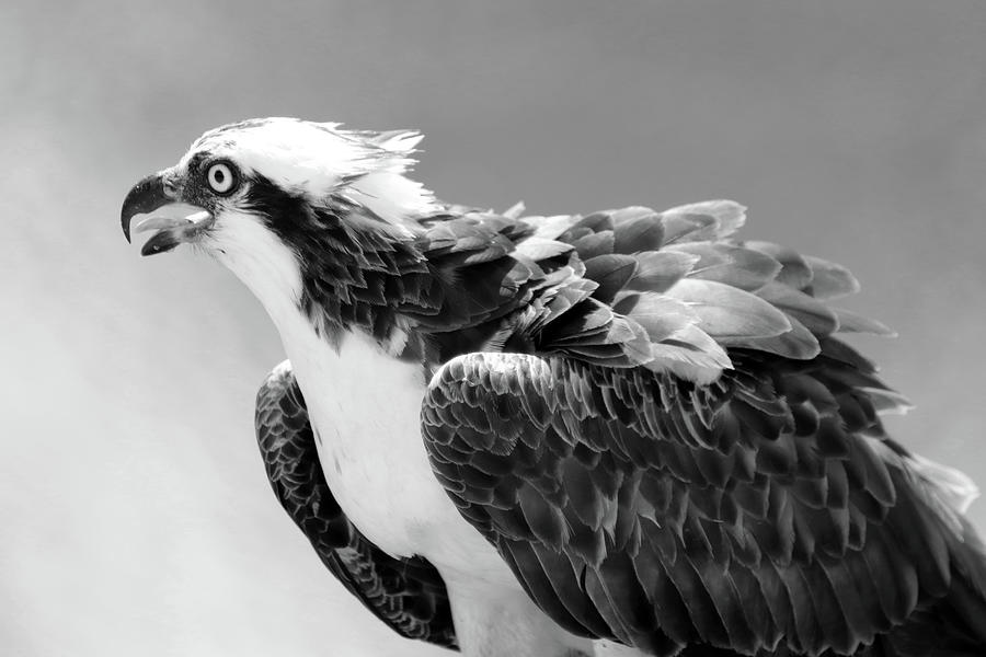 Portrait of an Osprey B W Photograph by David T Wilkinson