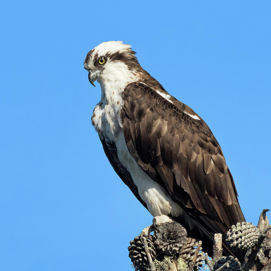 Portrait of an Osprey Perched atop a Cluster of Pine Cones on a Dead Snag  Photograph by Kathleen Bishop