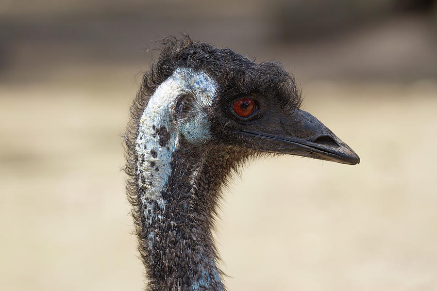 Ostrich Photograph - Portrait of an Ostrich by John Haldane