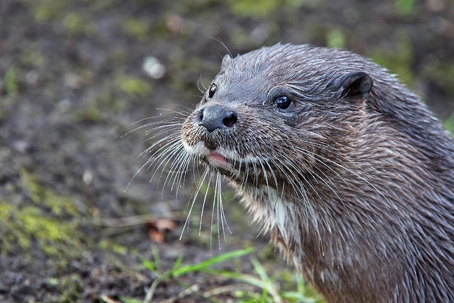 Portrait of an Otter Photograph by Tony Mills