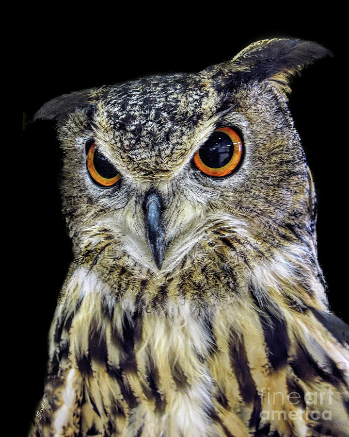 Feather Photograph - Portrait of an Owl 2 by Jennie Breeze