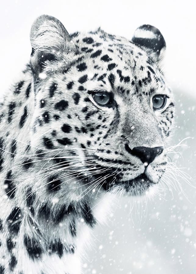 Portrait of Animal, White Snow Leopard Photograph by Genz Artist - Fine ...